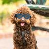 BESTonZON Heart-Shaped Pet Sunglasses for Small Dogs and Cats view 4