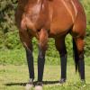 Fly Boots for Horses, Breathable Leg Protection with Shock-Absorbing Design view 3