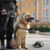 Dog Ear Muffs - Soft, Quiet, Comfortable Ear Protection view 2