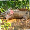 Pink Lizard Harness and Leash for Reptiles, Lightweight and Portable view 4