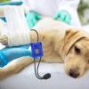 usefulbeauty Cat Tourniquet for Emergency Care view 2