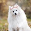 Toyvian Heart-Shaped Pet Hair Clip with Pearls and Lace view 4