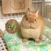 Rabbit Hay Feeder, Cage Rack Feeder and Chew Accessory view 2