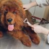 CGACCSD Cat Brush for Dog Grooming view 2