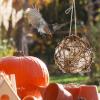 Hummingbird Nesting House view 3