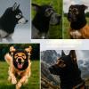 Colenumone Dog Hat view 2