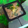 Fish Feeding Ring - Floating Feeder view 2