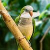 Sepia Shell for Parakeets and Parrots view 2