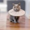 FIRSTXIU Soft Protective Cone Collar for Dogs and Cats view 4