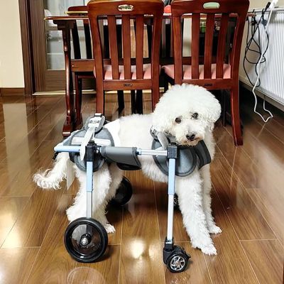Adjustable Dog Wheelchair for Disabled Dogs, Full-Support Mobility Aid, Knee Brace for Torn ACL, Rear-Leg Rehabilitation, XL