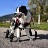 Adjustable Dog Wheelchair for Disabled Dogs, Full-Support Mobility Aid, Knee Brace for Torn ACL, Rear-Leg Rehabilitation, XL view 2