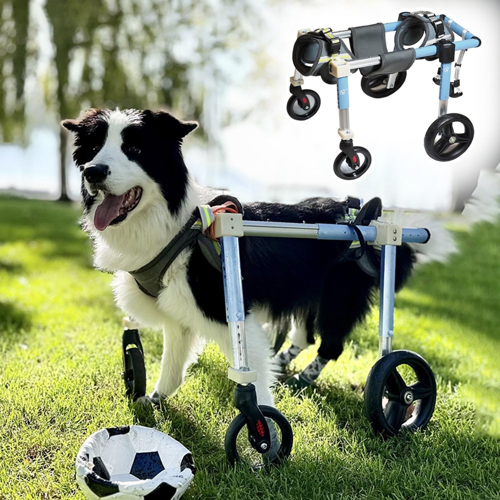 Adjustable Dog Wheelchair for XXL Dogs, 2- and 4-Wheel Mobility Support