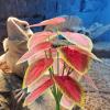 FIRSTXIU Reptile Grass Climbing Plant Decor with Leafy Branch view 4