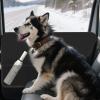 Car Door Protector for Dogs with Mesh Pocket view 2