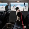 Car Door Protector for Dogs with Protective Shield and Mesh Pocket view 2