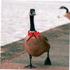 Milisten Adjustable Pet Collar with Red Bow view 2