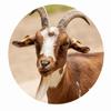 Digestive and Metabolism VSW1 for Goats and Sheep 1000 g view 3
