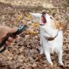 2-in-1 Puppy Training Clicker and Whistle view 2