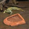 Turtle Feeding Bowl view 3
