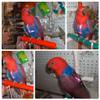 Adjustable Soft Harness with Elastic Leash for Birds view 2