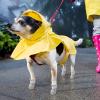 Dog Snow Boots, Non-Slip, Waterproof Winter Shoes for Small Puppies view 3