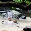 Reusable Snail Traps for Effective Garden Snail Control view 3