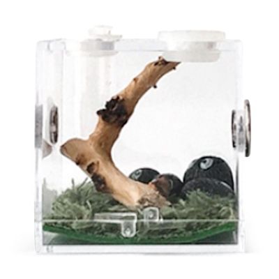 Transparent Insect Feeding Box