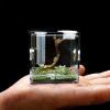 Transparent Insect Feeding Box view 2