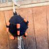Interactive Treat Dispenser and Carrot Ball for Farm Animals view 2