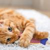 Cat Dental Toy - Plush Saury Fish for Kittens view 3