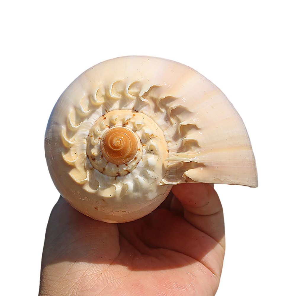Mixed Natural Sea Shells, Giant Beach Shells