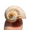 Mixed Natural Sea Shells, Giant Beach Shells view 1