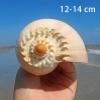 Mixed Natural Sea Shells, Giant Beach Shells view 2