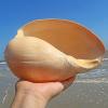 Mixed Natural Sea Shells, Giant Beach Shells view 3