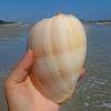 Mixed Natural Sea Shells, Giant Beach Shells view 4