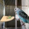 Parrot Trampoline Platform - Fish Shape view 2