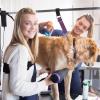 Dog Grooming Arm Extension Straps, 2 Pack view 2