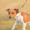 GPS Tracker for Dogs view 3