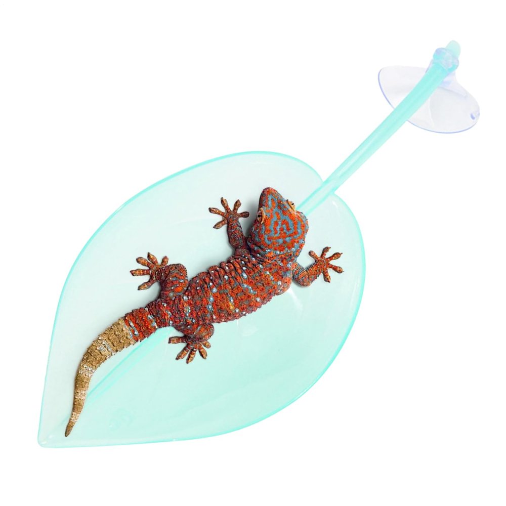 Turtle Sun Deck - Leaf Shape Decoration