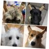 EXAOMBLE Dog Ear Support Stickers for Dogs and Puppies, 2 Pairs view 4
