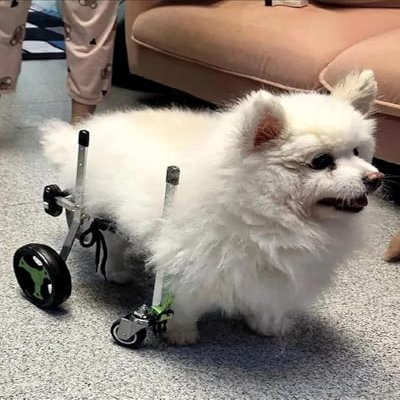 Full-Support Dog Wheelchair, Lightweight Aluminum Pet Mobility Cart, XXS-L