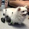 Full-Support Dog Wheelchair, Lightweight Aluminum Pet Mobility Cart, XXS-L view 1