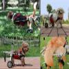 Adjustable Lightweight Dog Wheelchair, 2-Wheel Rear-Leg Support Cart, Small view 2