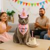 Birthday Hat and Bandana Set for Small Dogs and Cats (Pink) view 4