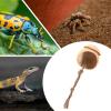 Jumping Spider House with Wooden Landscape and Suction Cup view 4