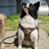 Adjustable No-Pull Dog Harness view 2
