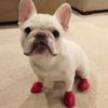Tmboryuu 4-Piece Rubber Dog Boots, Outdoor Shoes, S/M/L view 3