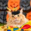 Halloween Hat - Elastic Mesh Pet Hat | Colorful Stretchy Holiday Cat view 2
