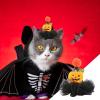 Halloween Hat - Elastic Mesh Pet Hat | Colorful Stretchy Holiday Cat view 3