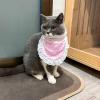 PET Saliva Towel - Quick Absorption view 3